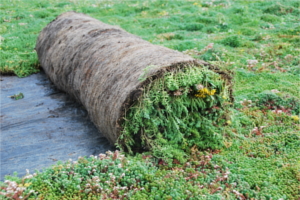 Noordzeebrug vergroent met ruim 9000 m2 Sedum